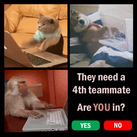 Pardy advertisement where a programming cat, dog, and monkey are looking for a fourth teammate